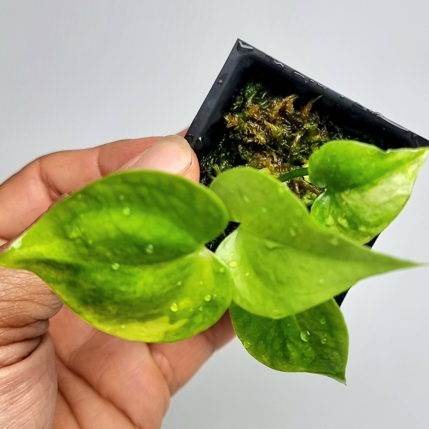 Anthurium Foliage LOW Variegated