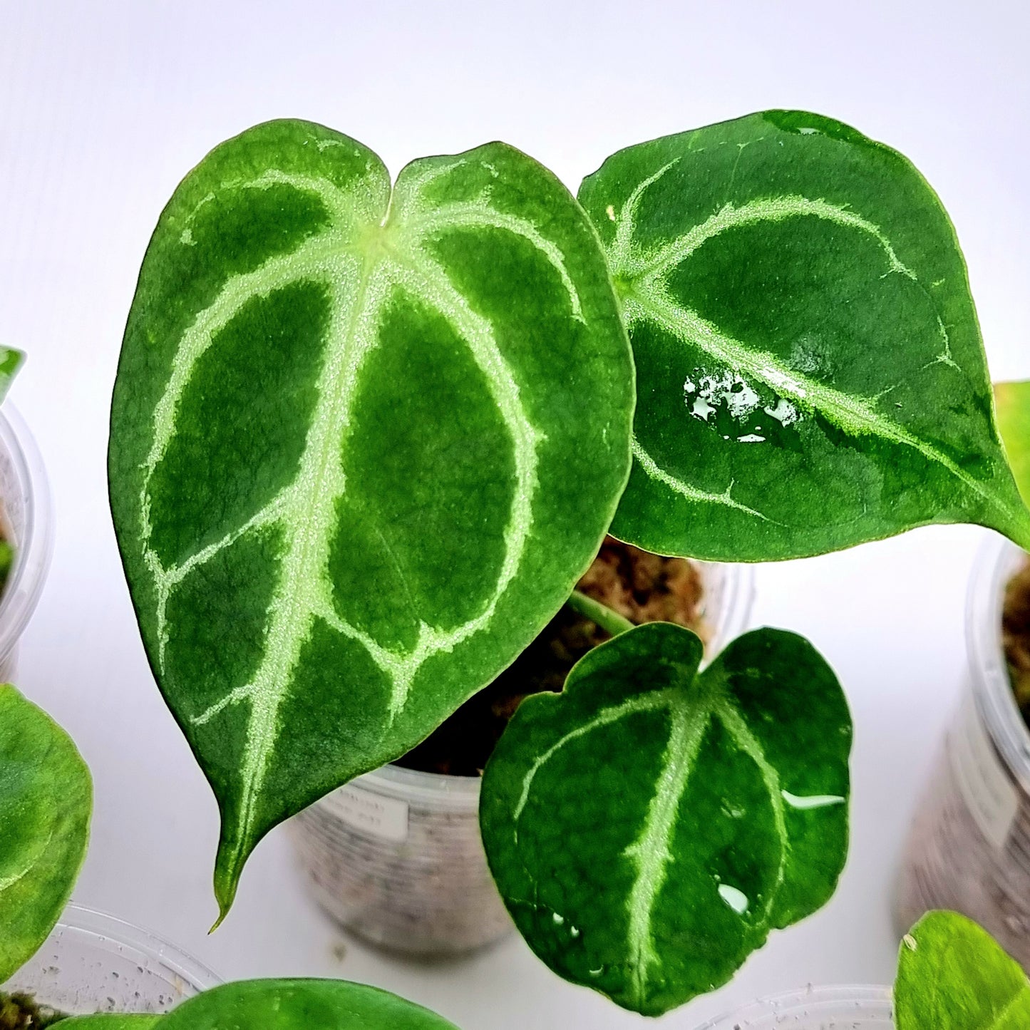 Anthurium Dark Forgetii x Silver Blush X Dark Forgetii x Bessae Aff (M)