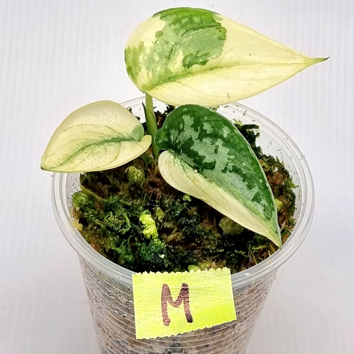 Variegated Scindapsus pictus Albo AKA Scindapsus Mayari