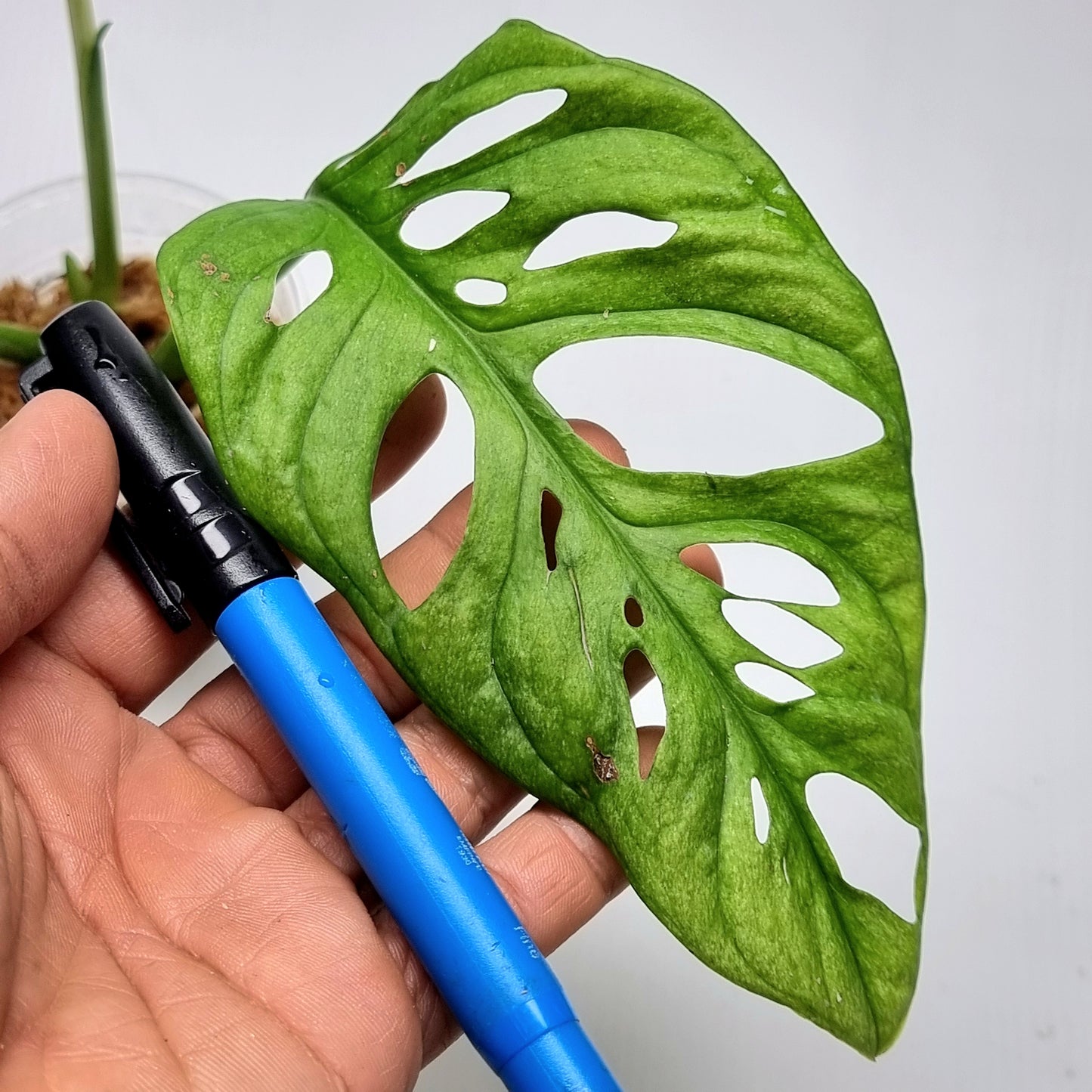 Monstera adansonii "Archipelago" variegated