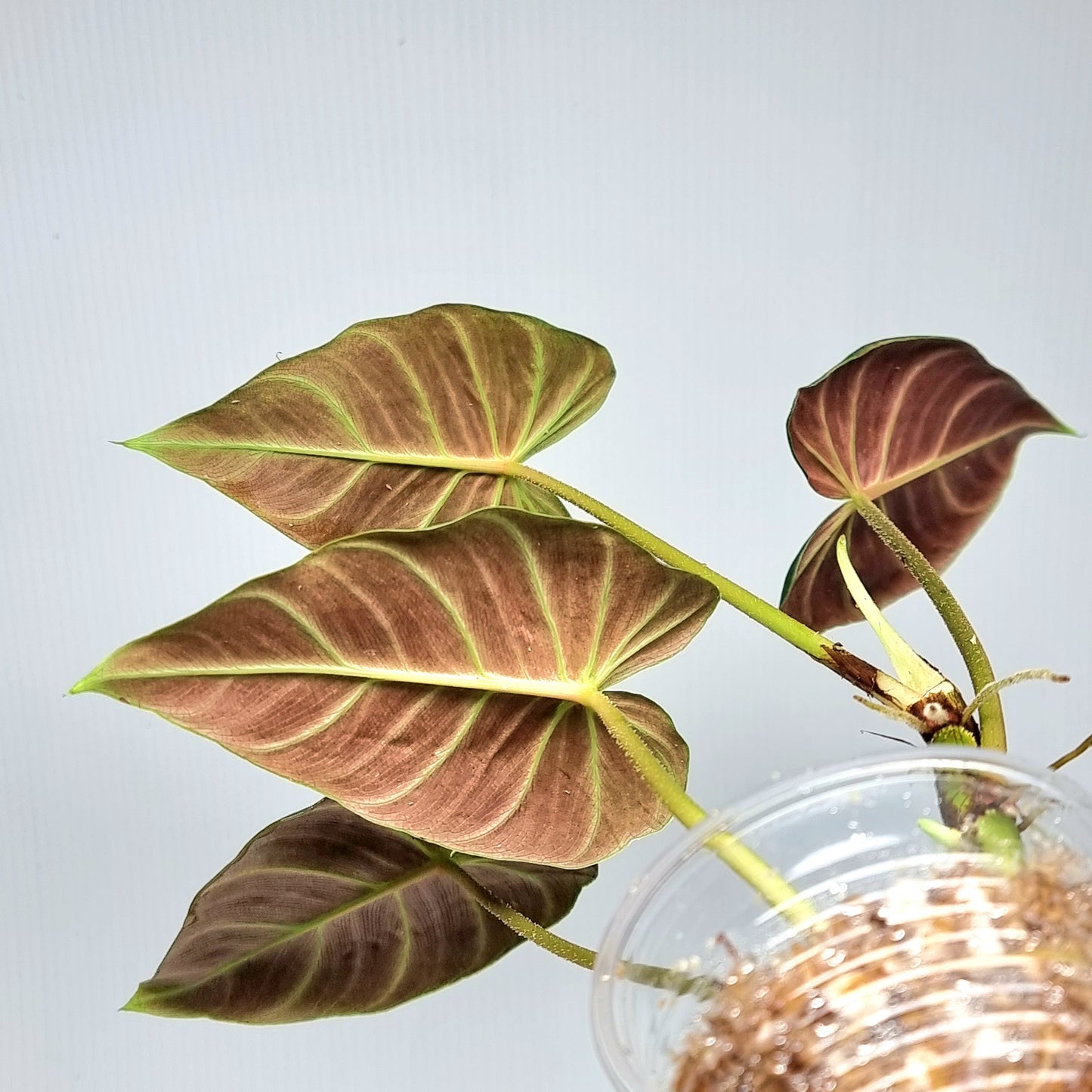 Philodendron verrucosum Rojo