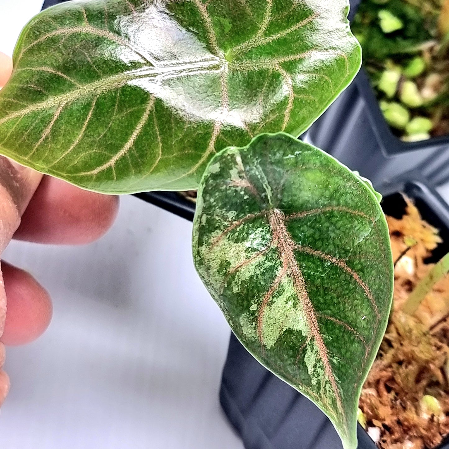 Alocasia azlanii Pink LOW variegated