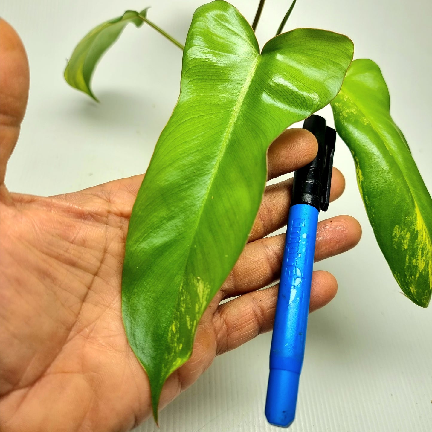 Philodendron Florida Beauty x Paraiso Verde Variegated