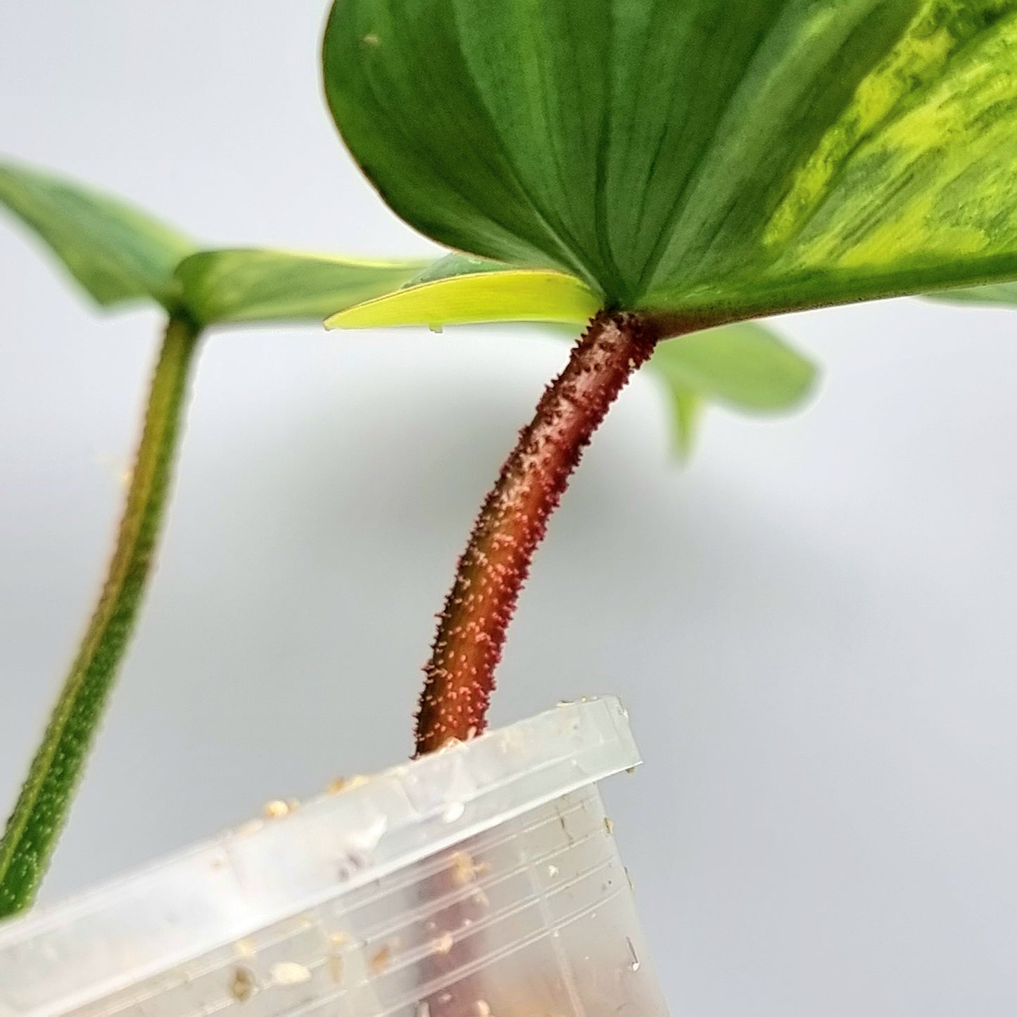 Philodendron squamiferum X P. Florida Beauty Variegated, 100mm