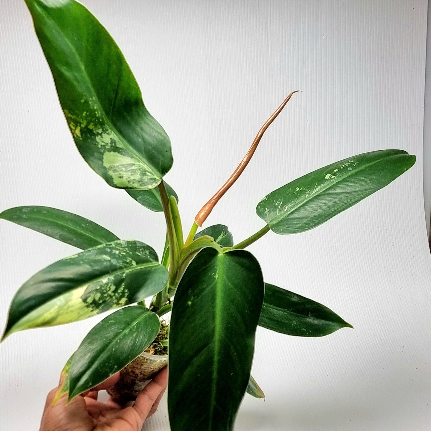 Philodendron Whipple Way LOW Variegated
