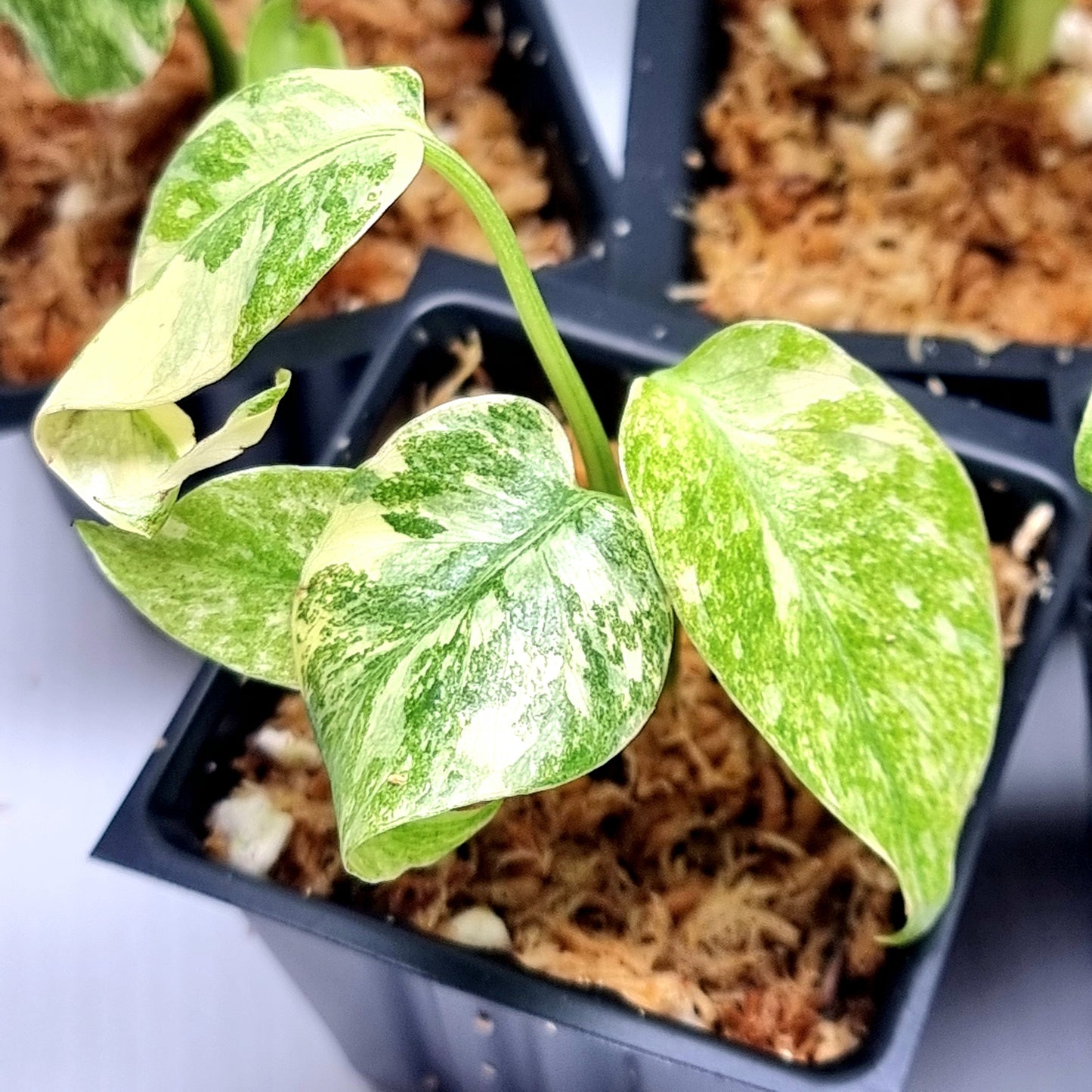 Monstera Green Snow