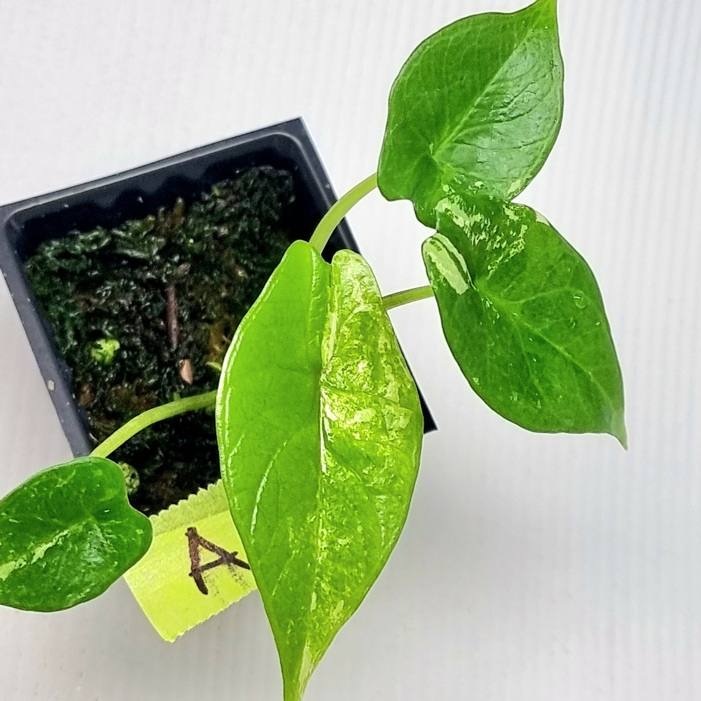 Alocasia scalprum Albo Variegated