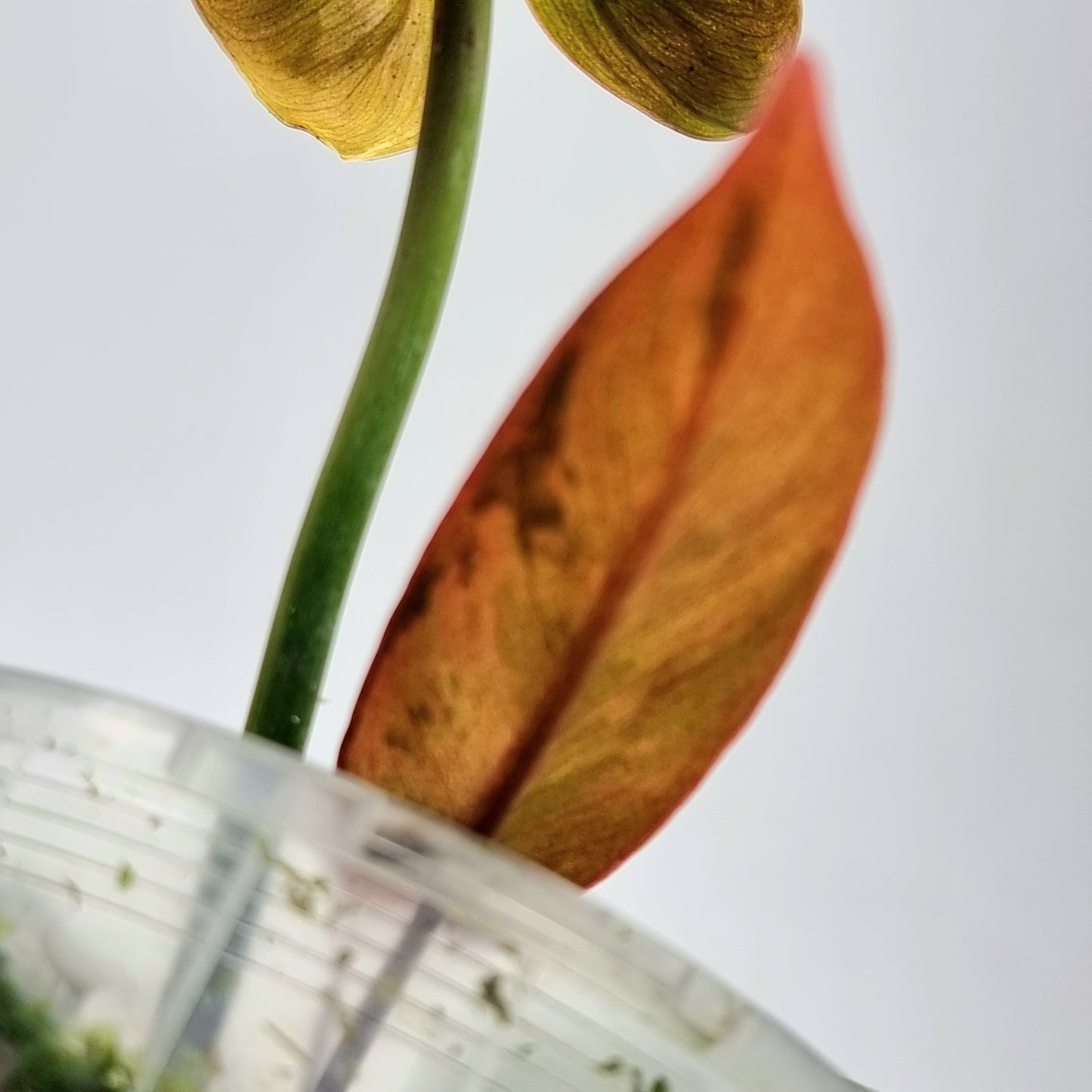 Philodendron atabapoense Pink Marble Variegated