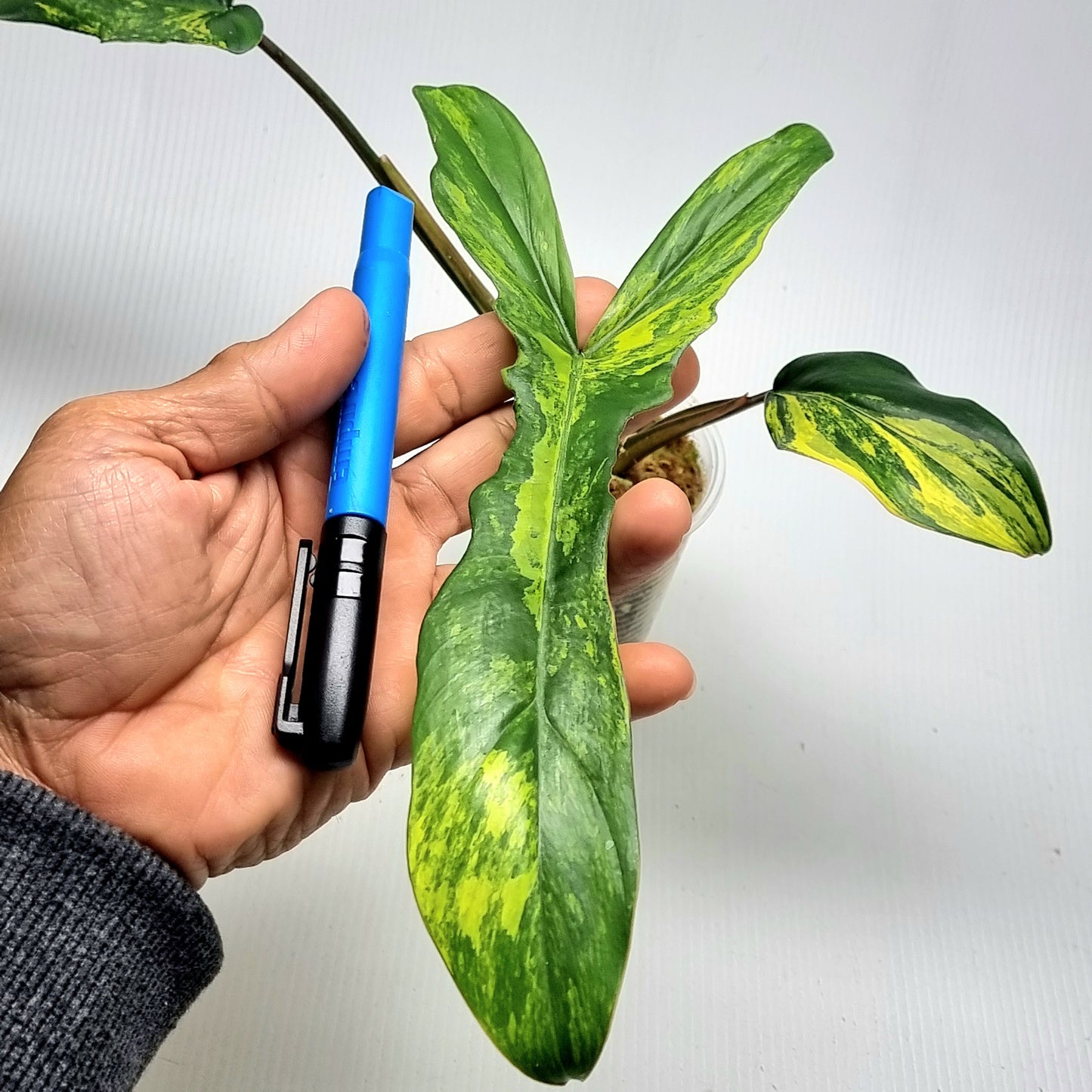 Philodendron Chaos