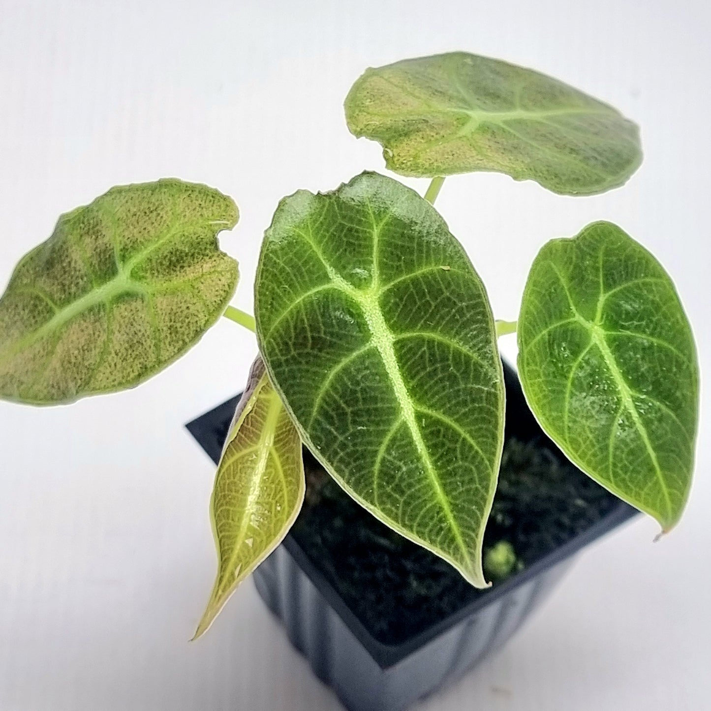 Alocasia longiloba watsoniana Pink Mint Variegated