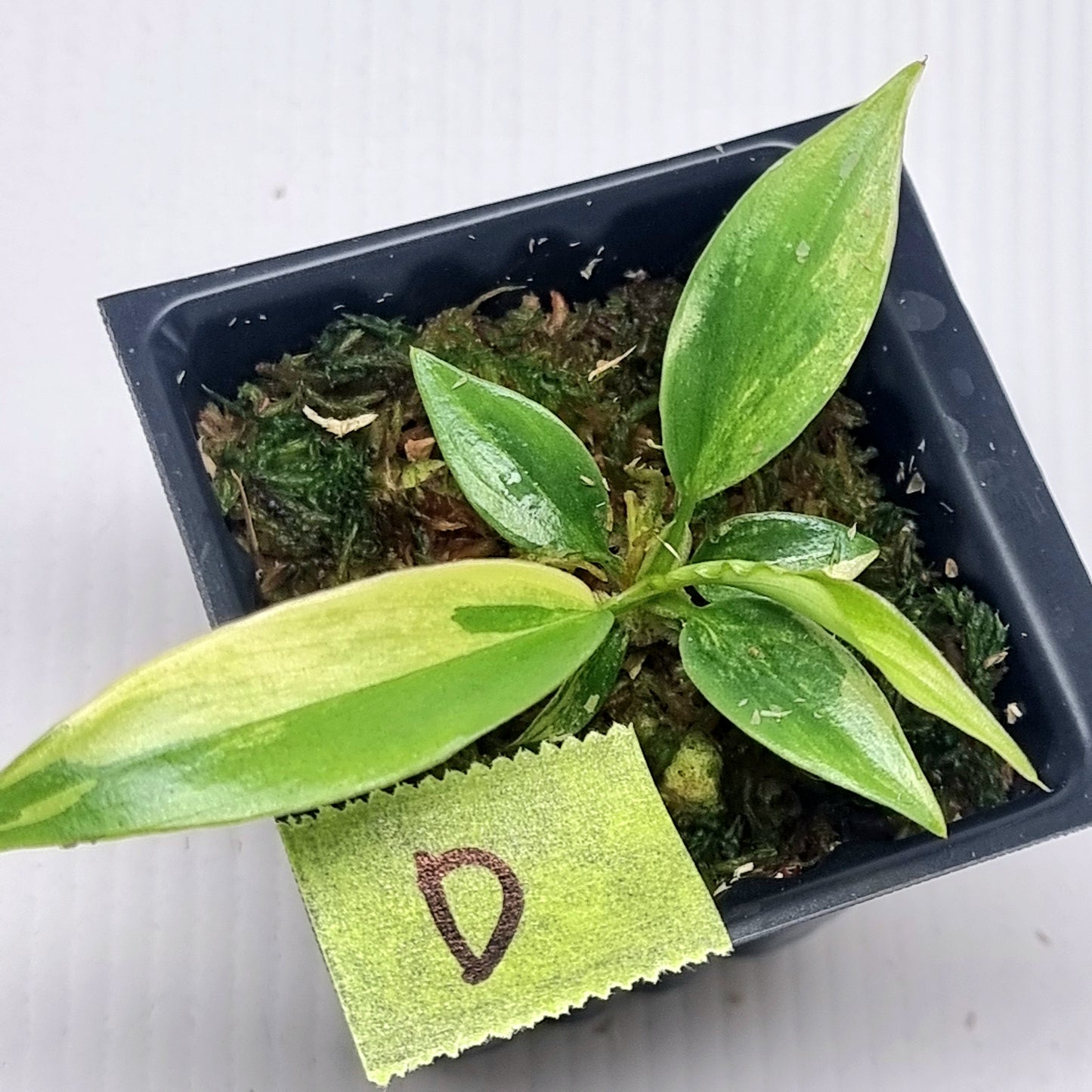 Philodendron Florida Beauty x P. tortum Variegated