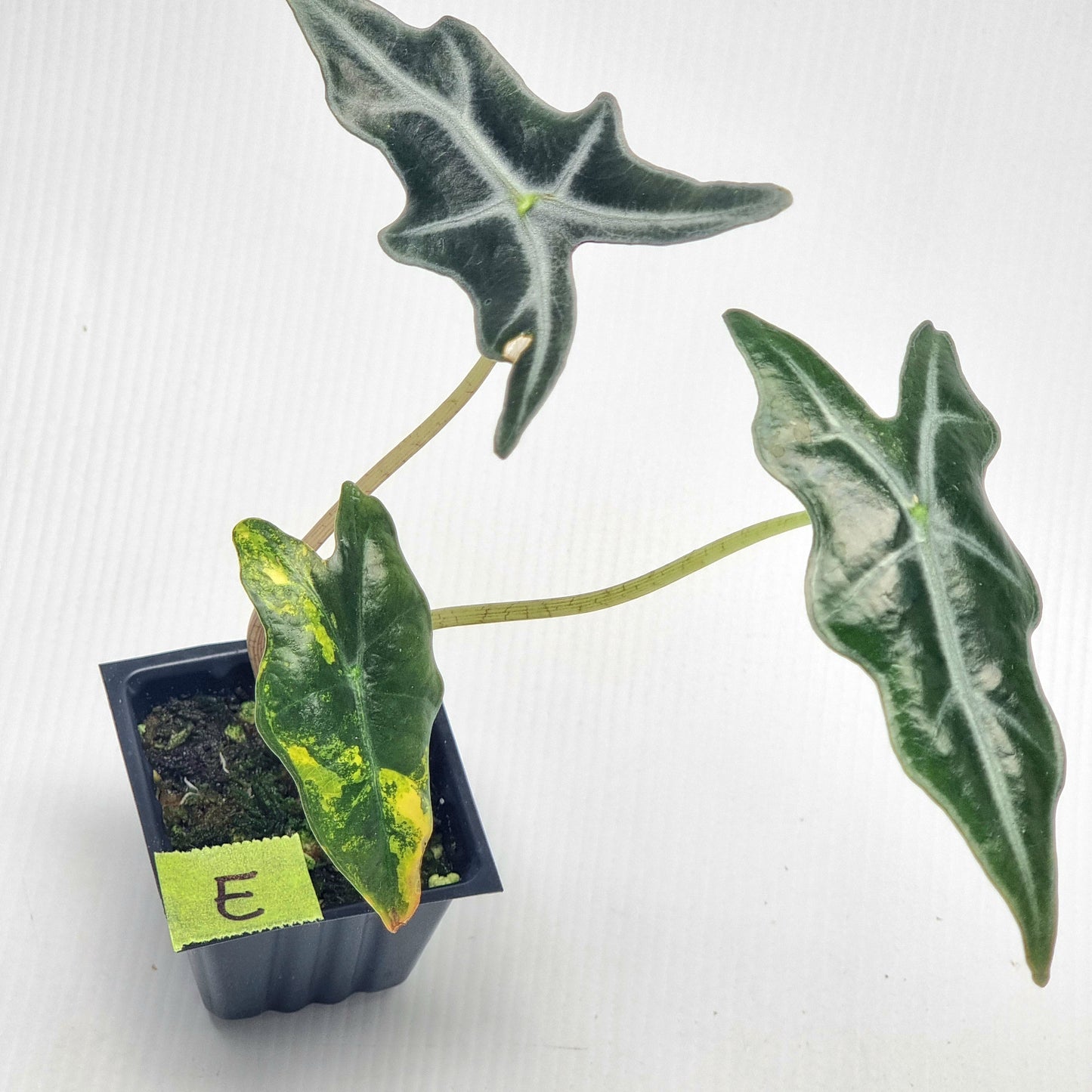 Alocasia sanderiana "Nobilis" Aurea Variegated