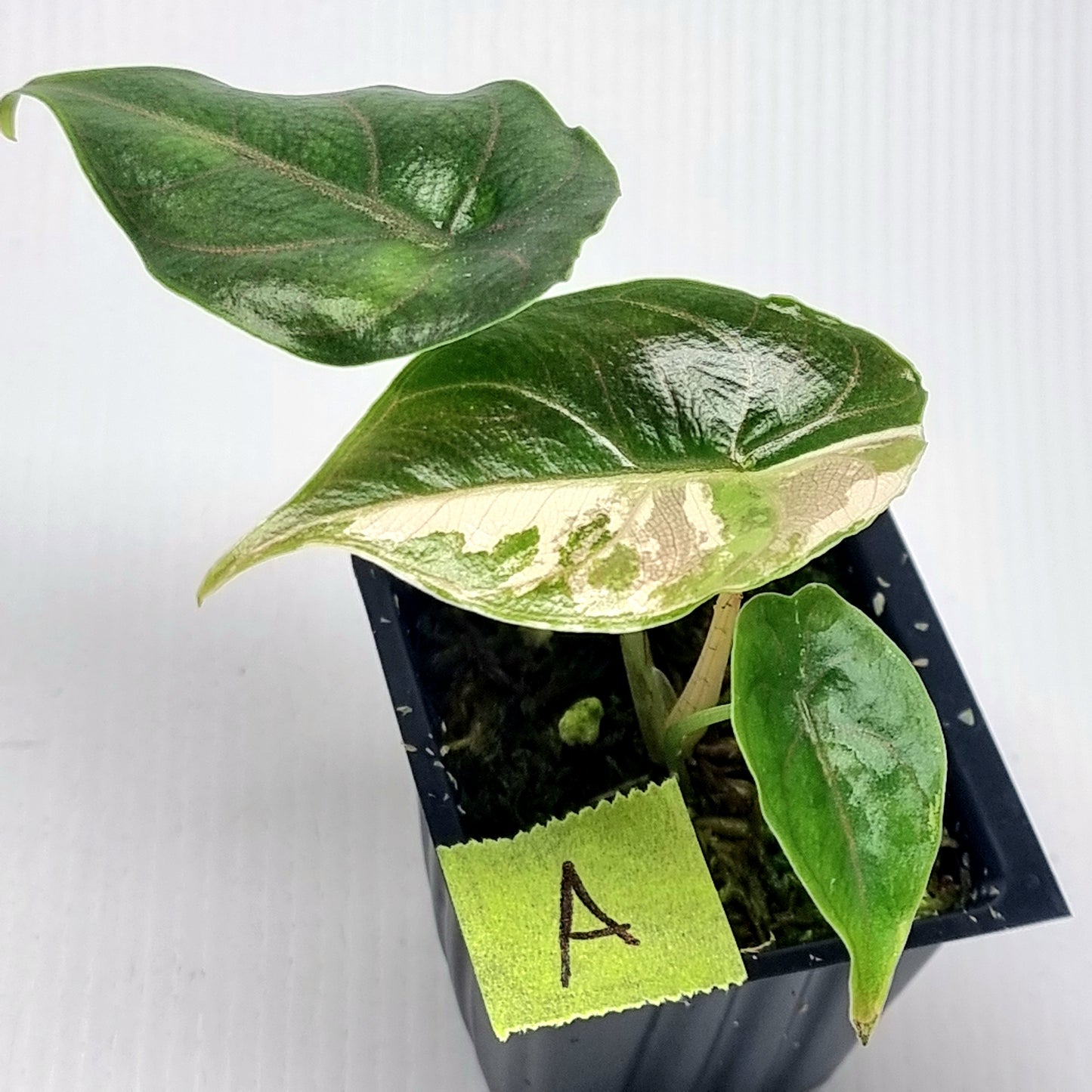 Alocasia azlanii Pink variegated
