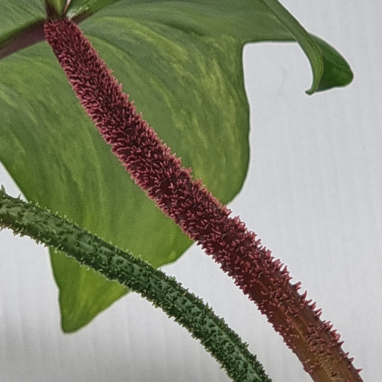 Philodendron squamiferum X P. Florida Beauty Variegated, (B) 100mm