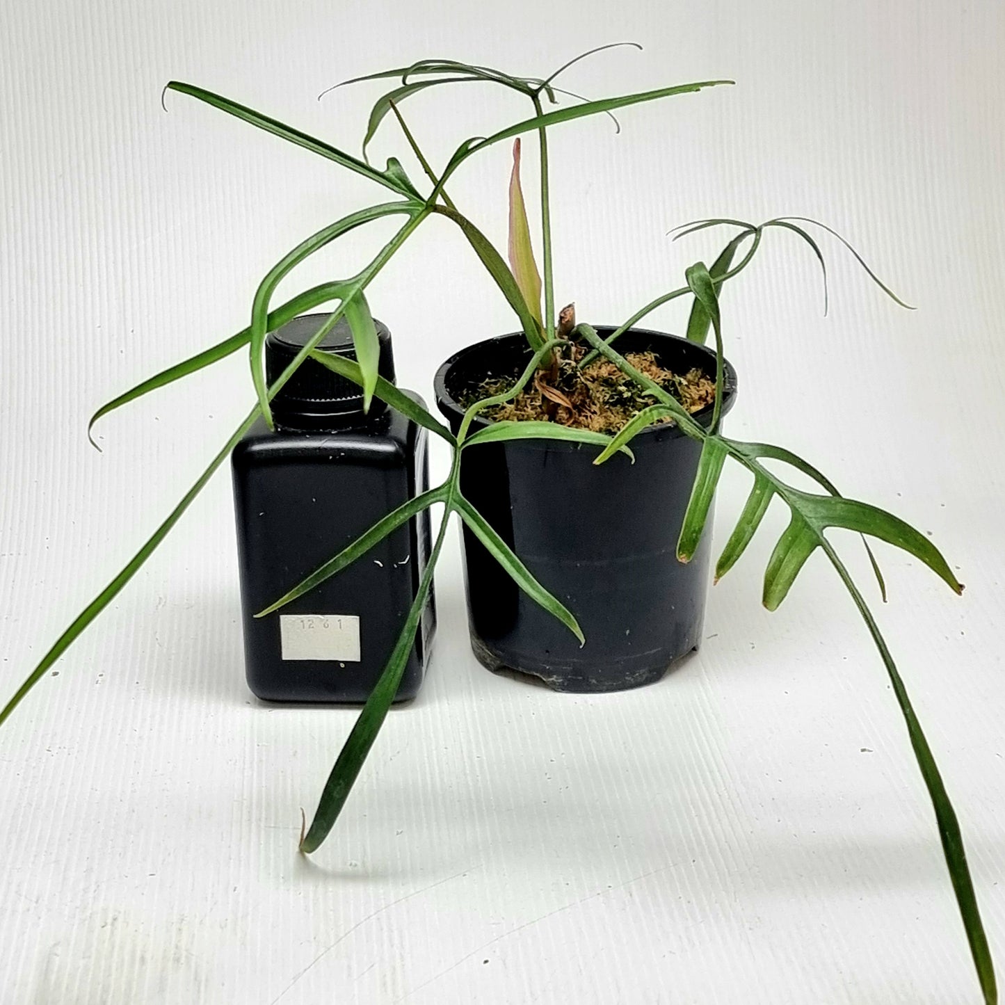 Philodendron polypodioides