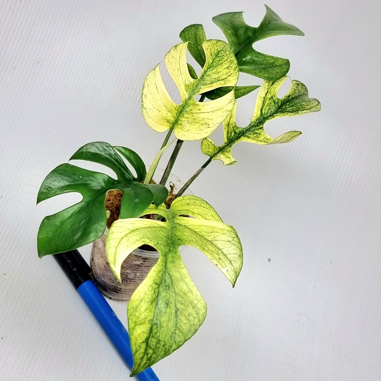 Rhaphidophora tetrasperma Mint, M