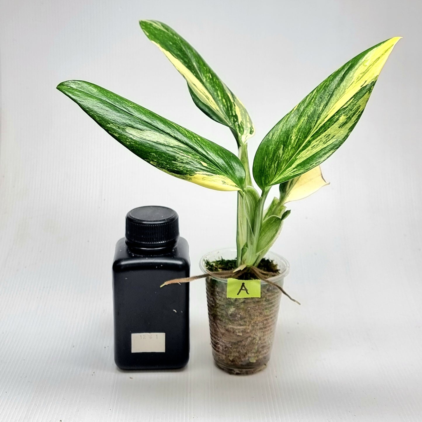 Monstera standleyana aurea variegated