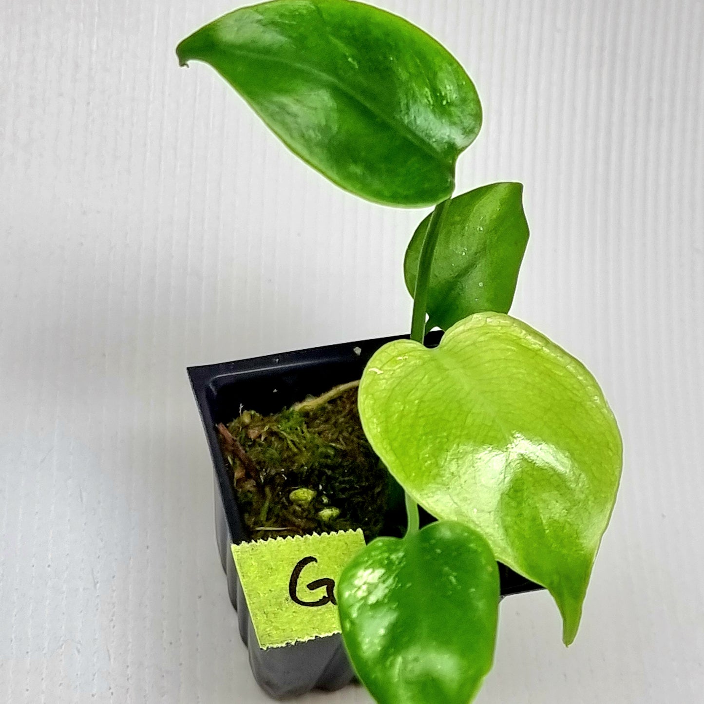 Monstera Devils Monster