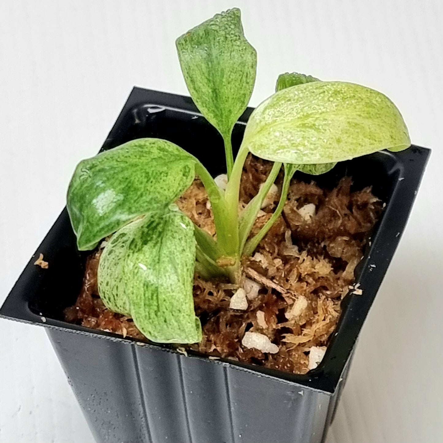 Epipremnum giganteum mint variegated