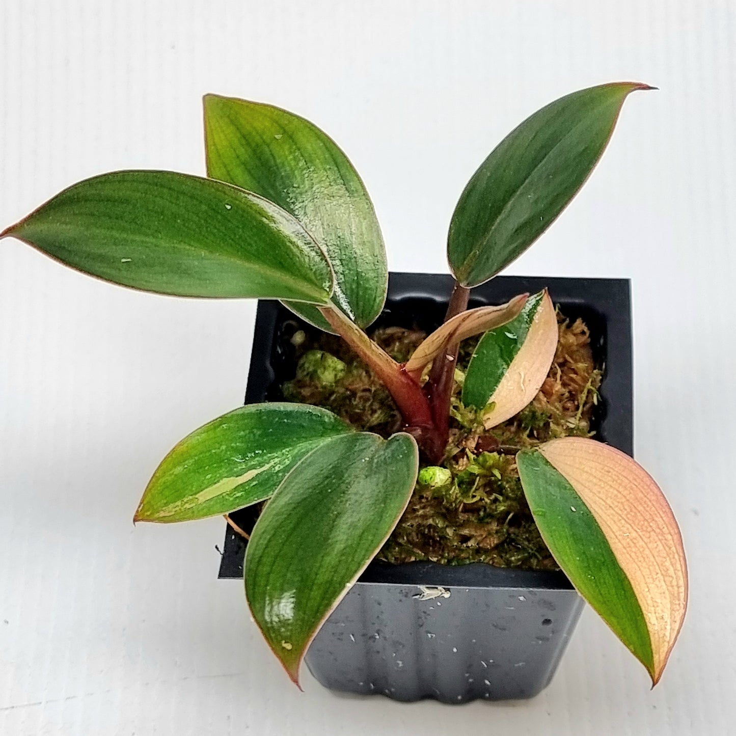 Philodendron Red Congo REVERTED