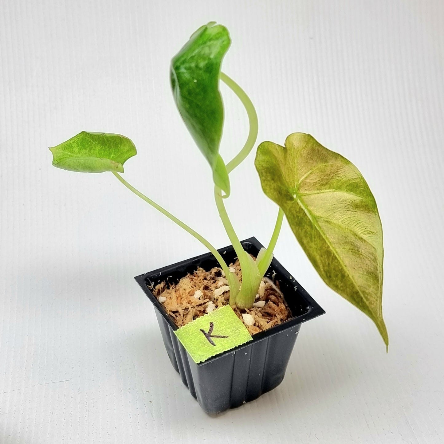 Alocasia Golden Bone Pink Mint