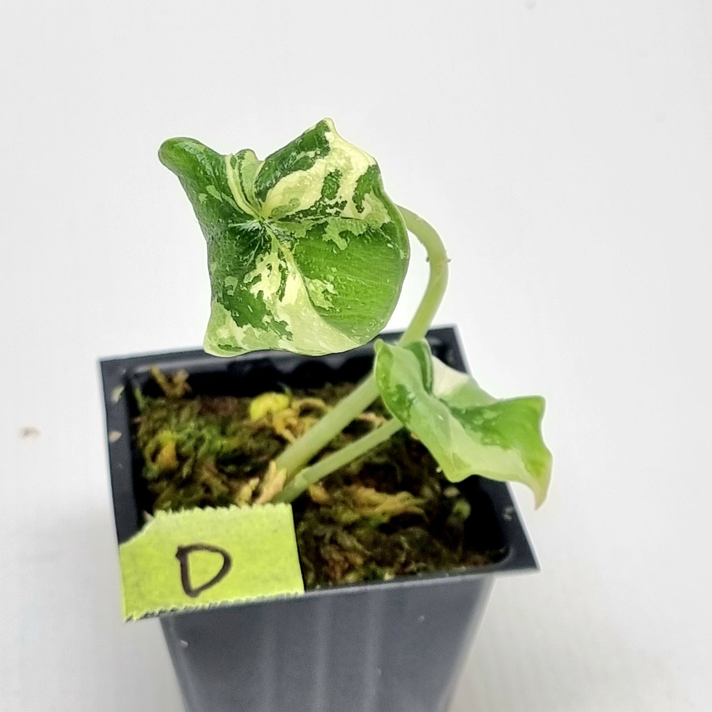 Alocasia melo Albo variegated