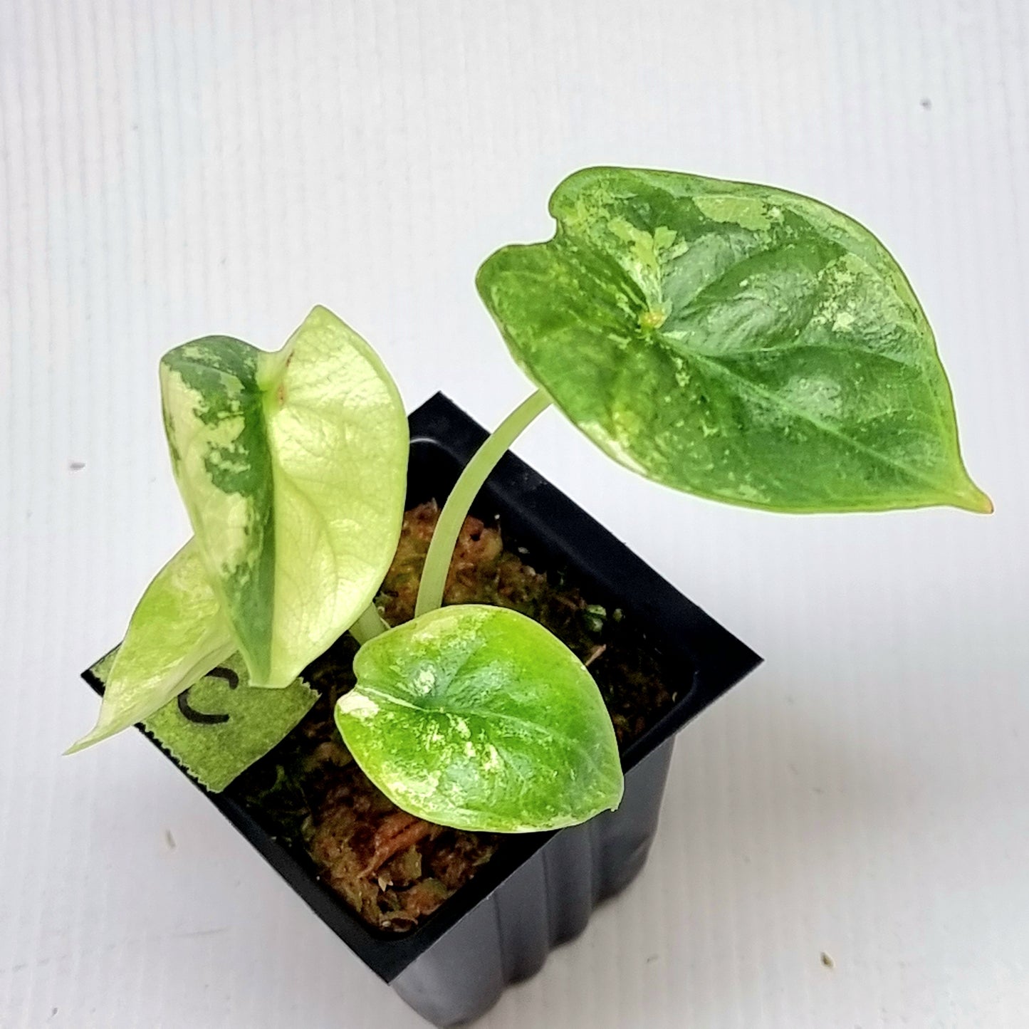 Alocasia Silver Dragon Albo Variegated