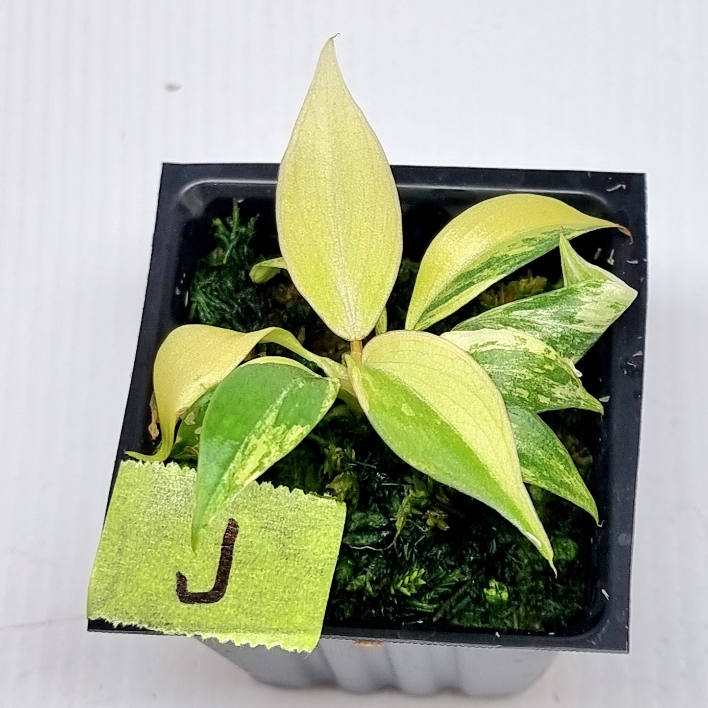 Philodendron gloriosum Tricolour Variegated