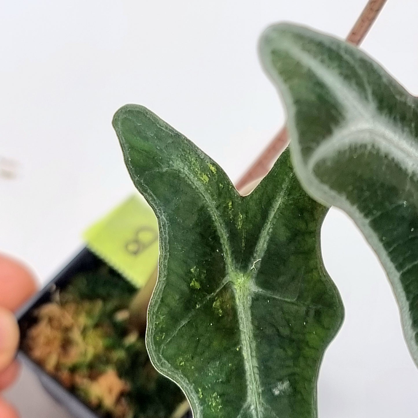 Alocasia sanderiana "Nobilis" Aurea LOW Variegated