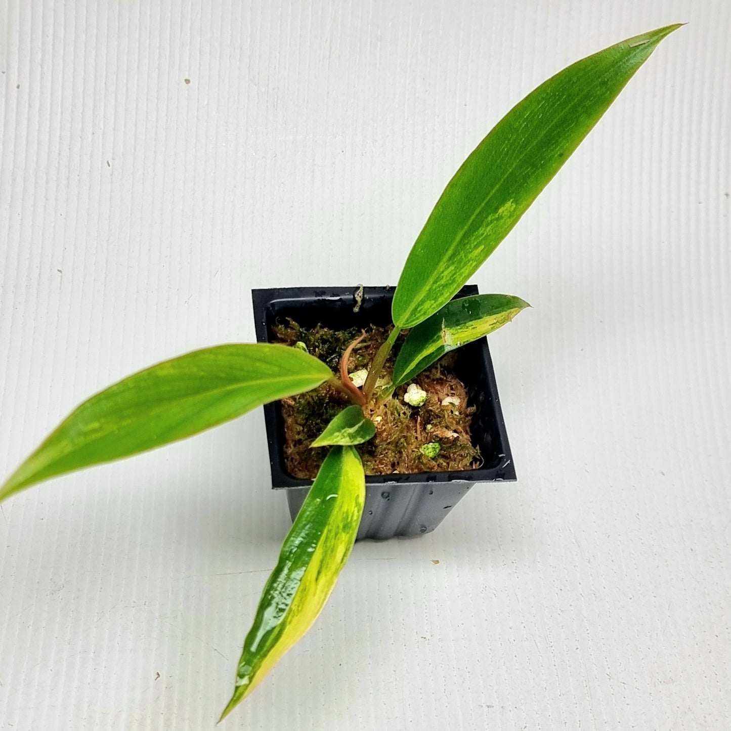 Philodendron Caramel Marble LOW Variegated
