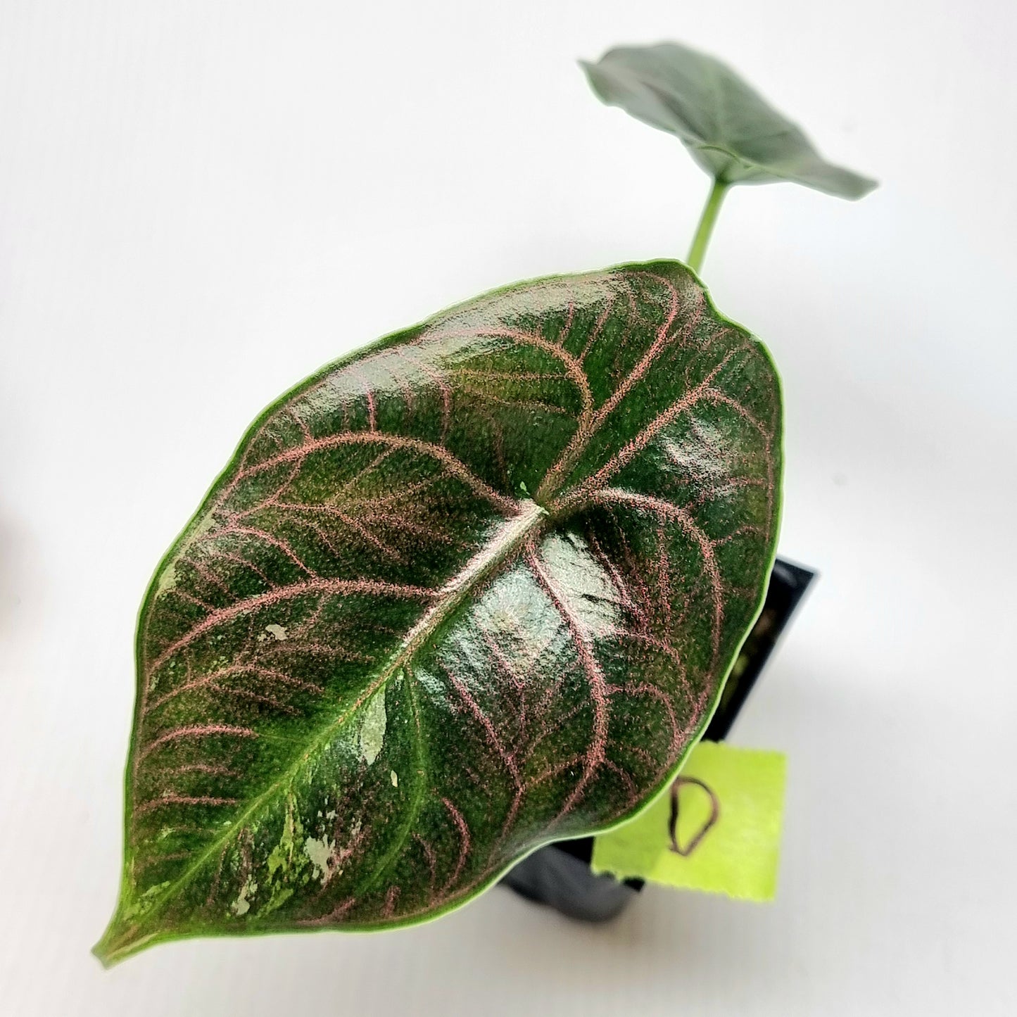 Alocasia azlanii Pink LOW variegated