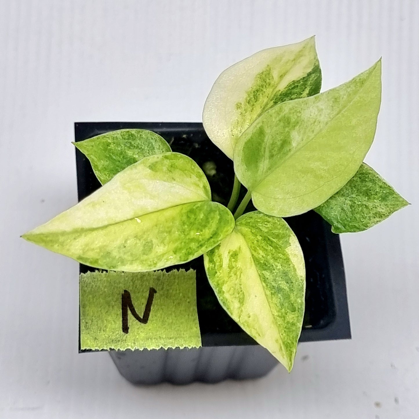 Anthurium Foliage Variegated
