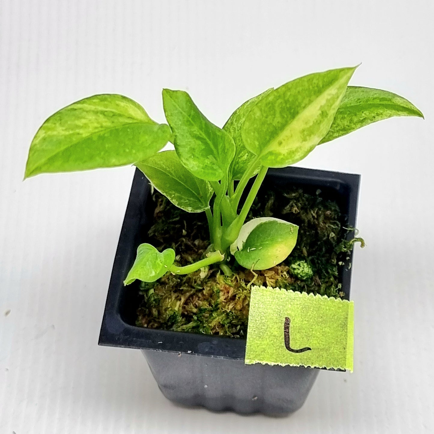 Anthurium vittariifolium Variegated