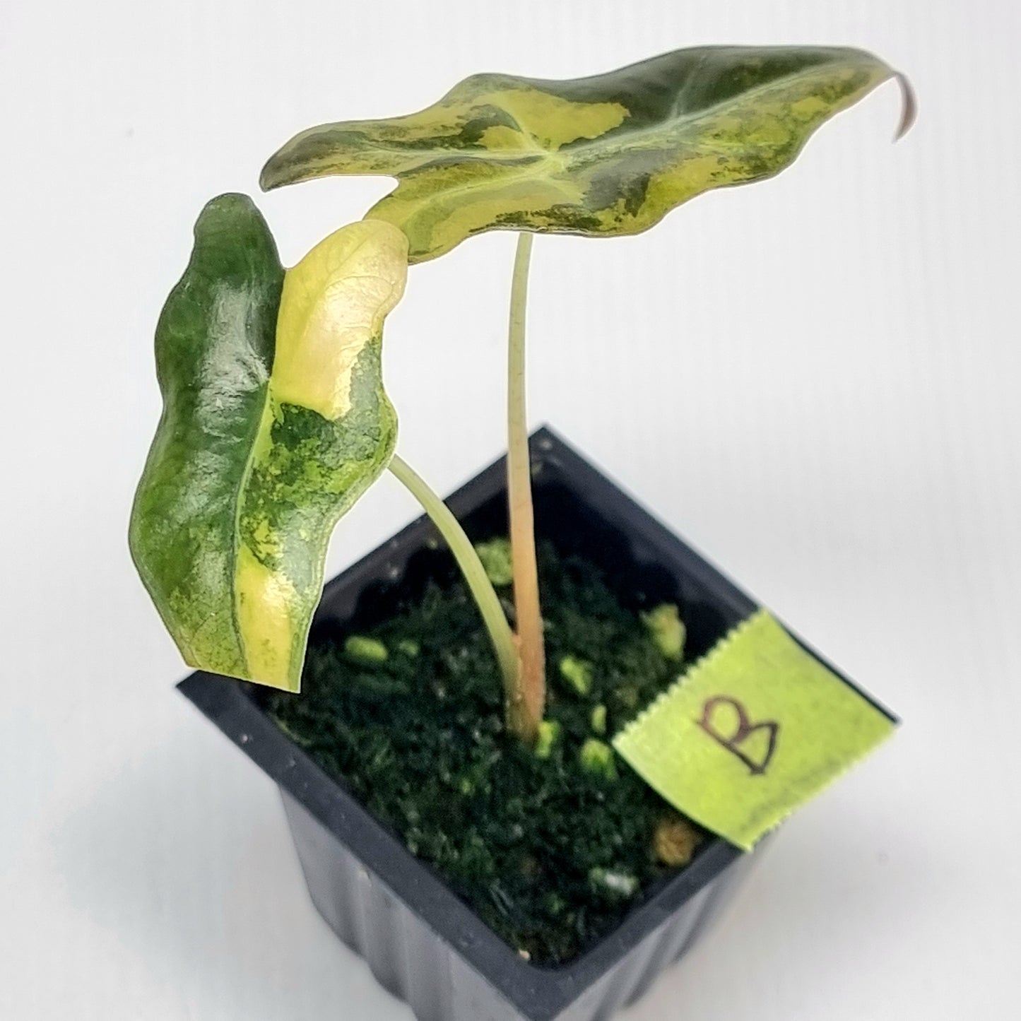 Alocasia sanderiana "Nobilis" Aurea Variegated
