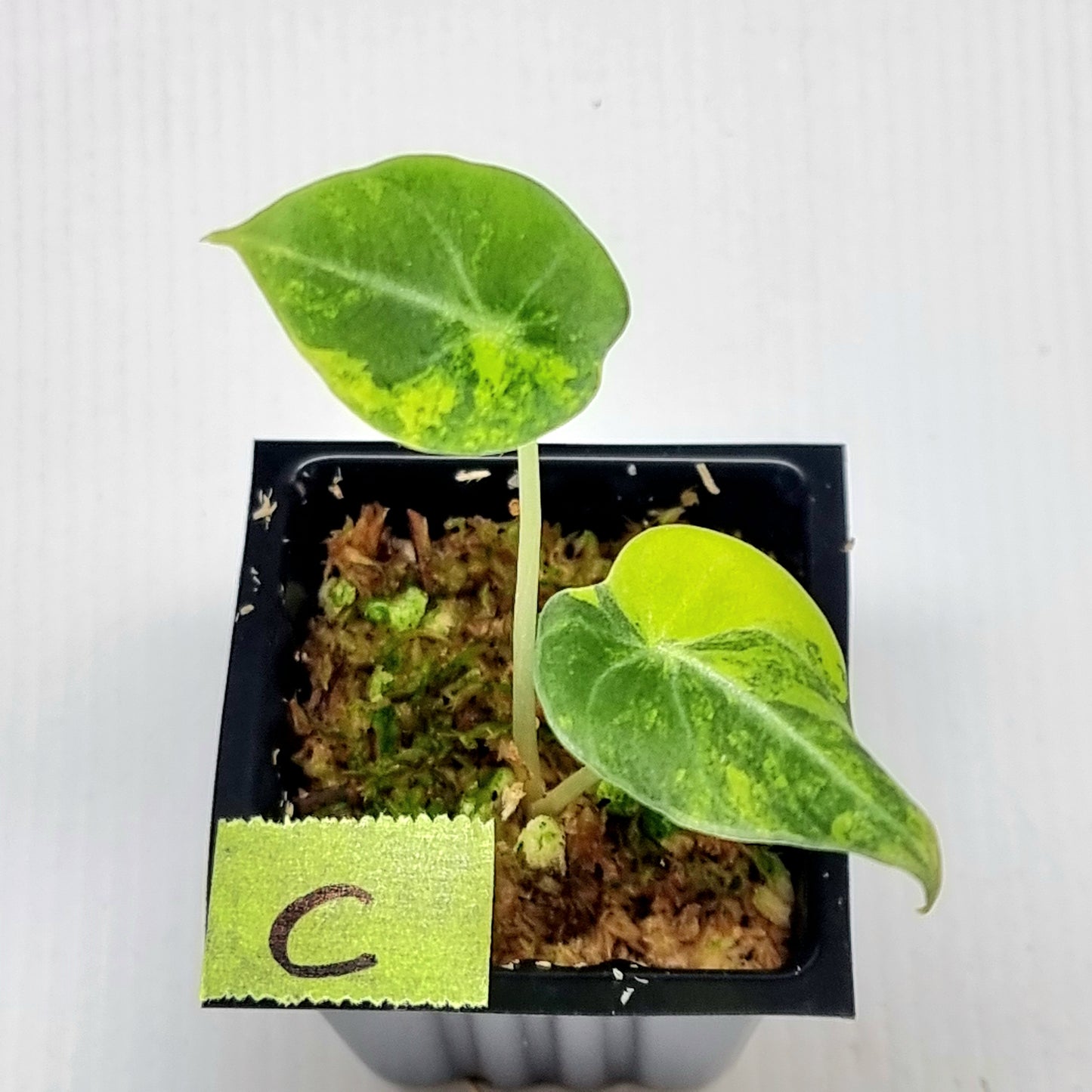 Alocasia Black Velvet Gold Variegated