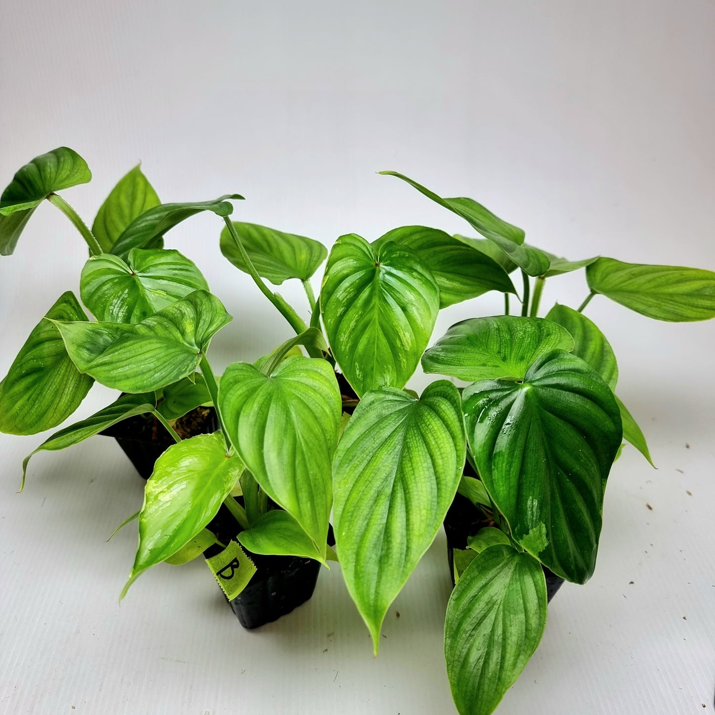 Philodendron plowmanii LOW Variegated