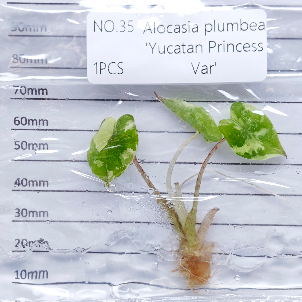 Alocasia Yucatan Princess Pink Variegated (1plant/bag) - Tissue culture
