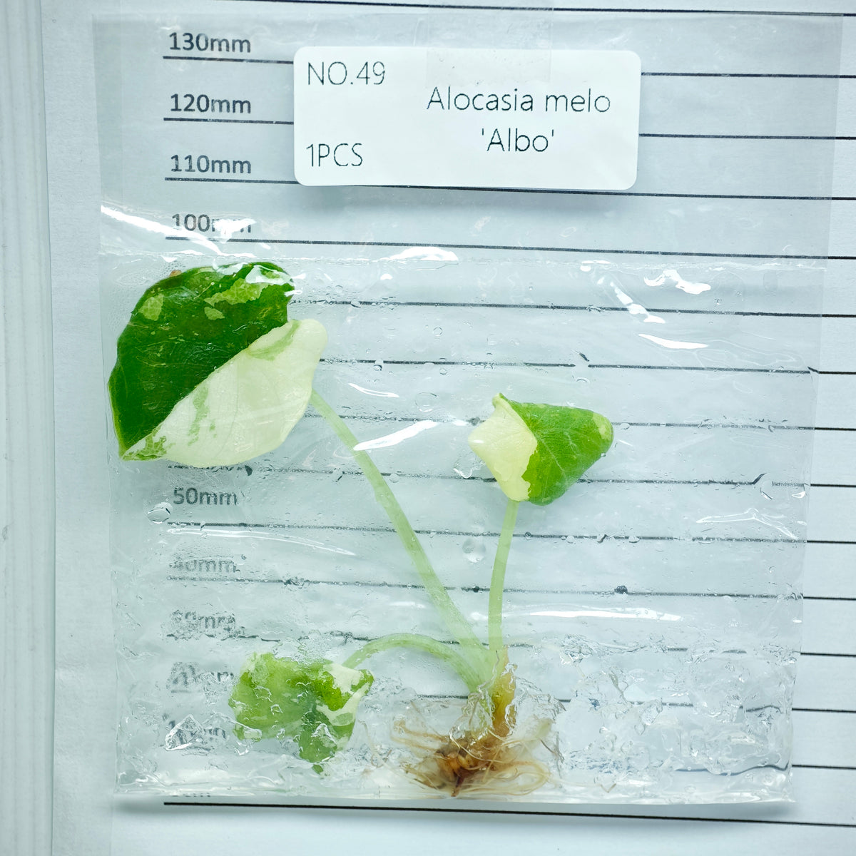 Alocasia melo Albo Variegated (1plant/bag) - Tissue culture