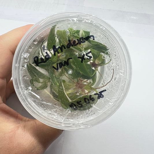 Philodendron Red Anderson variegated  (5plants/flask)