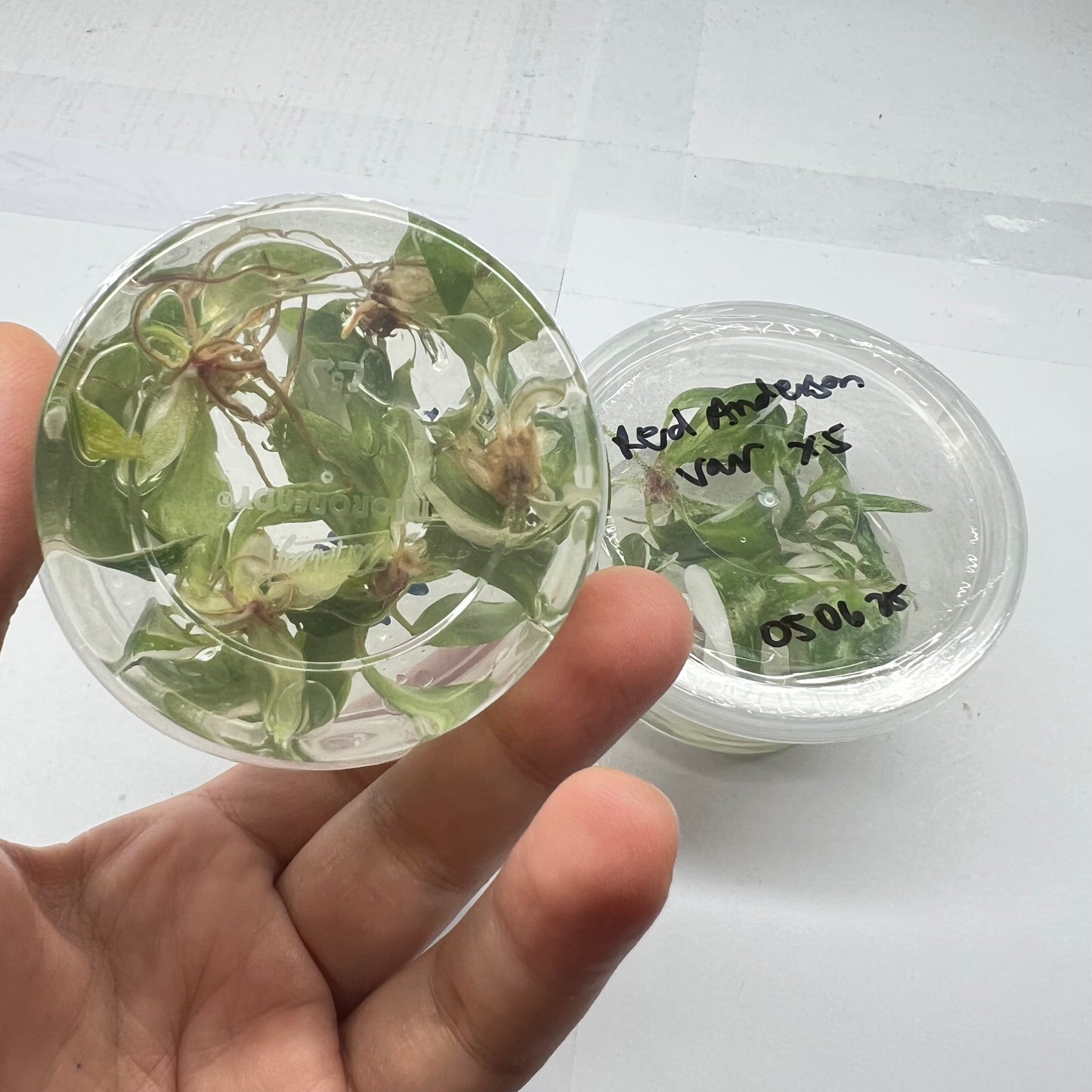 Philodendron Red Anderson variegated (5plants/flask)