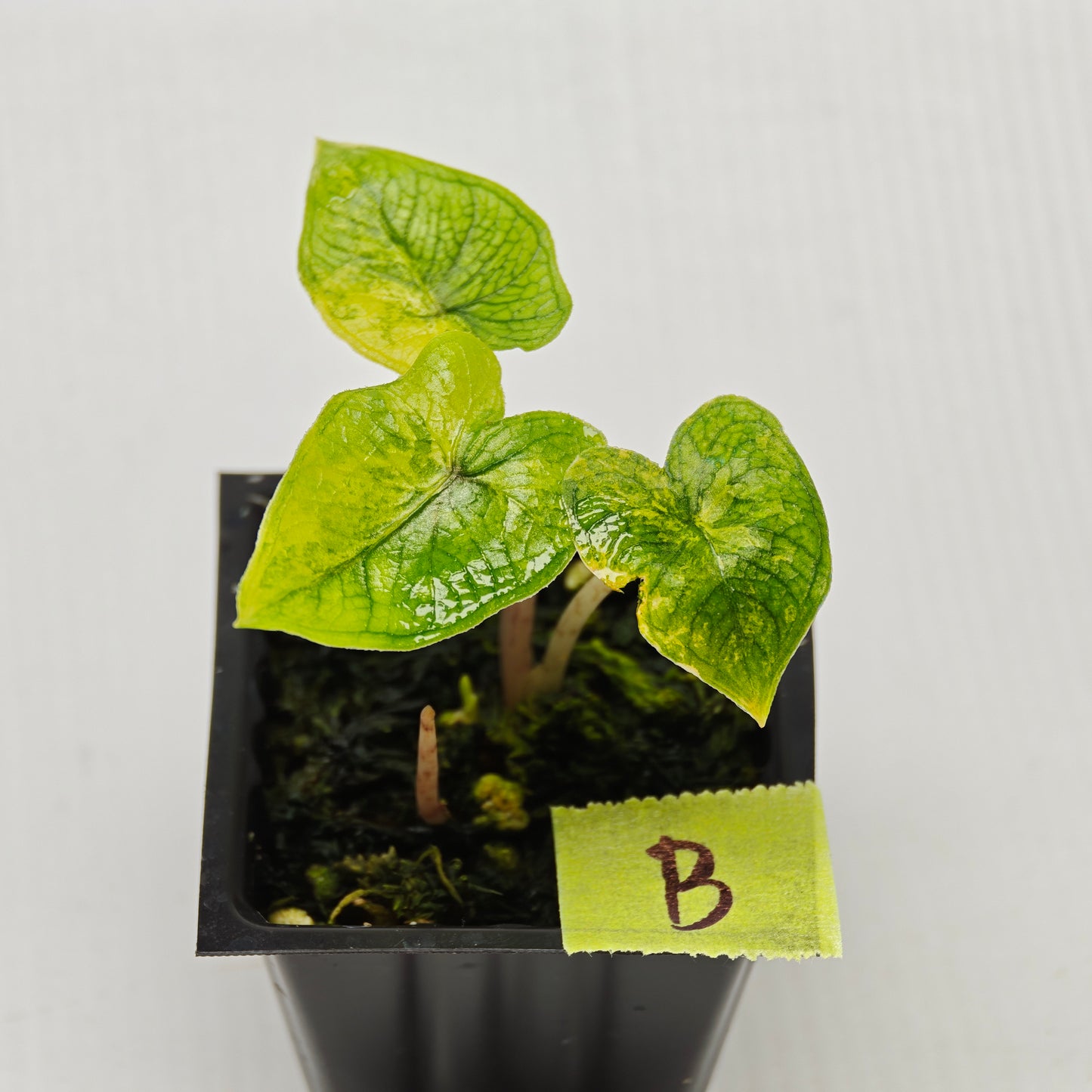 Alocasia Jacklyn Aurea Variegated