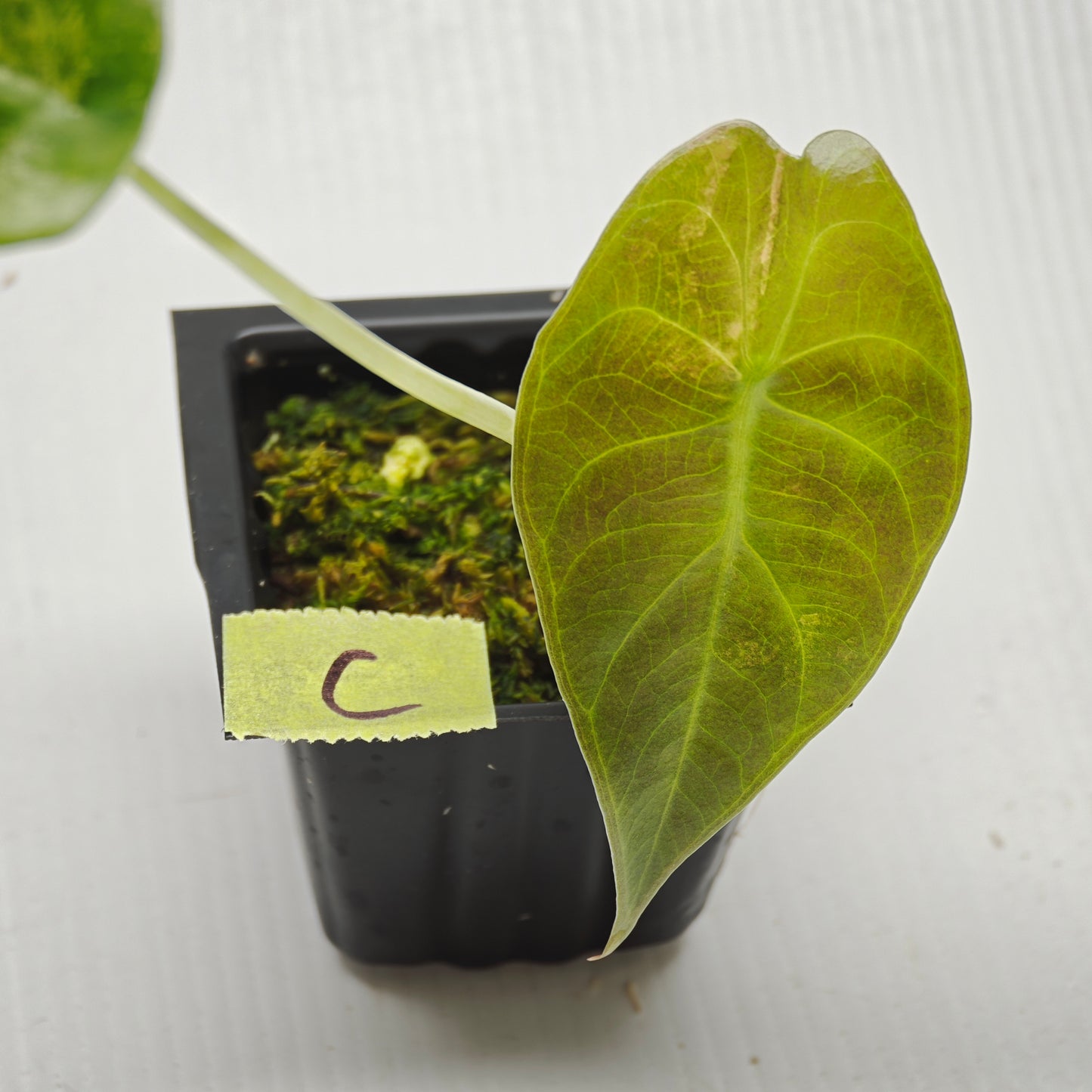 Alocasia sedenii Aurea Variegated