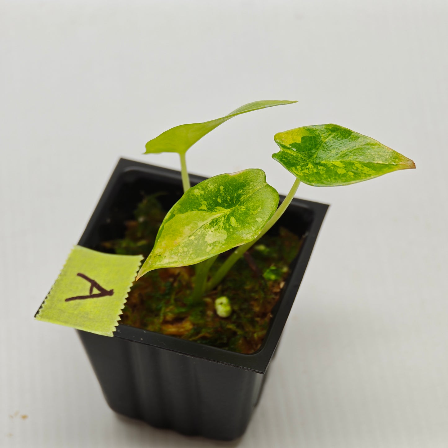 Alocasia scalprum Aurea Variegated