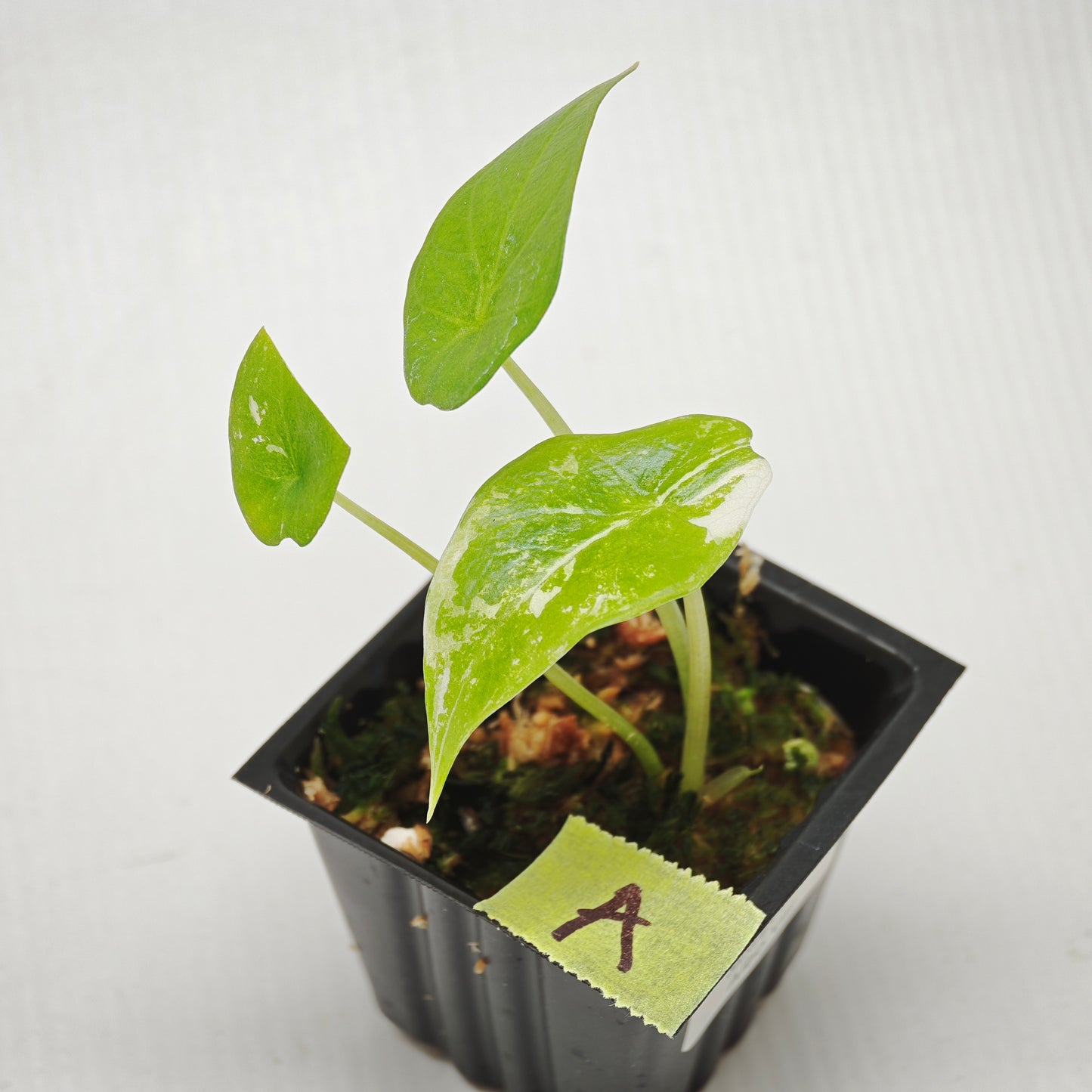 Alocasia scalprum Albo Variegated