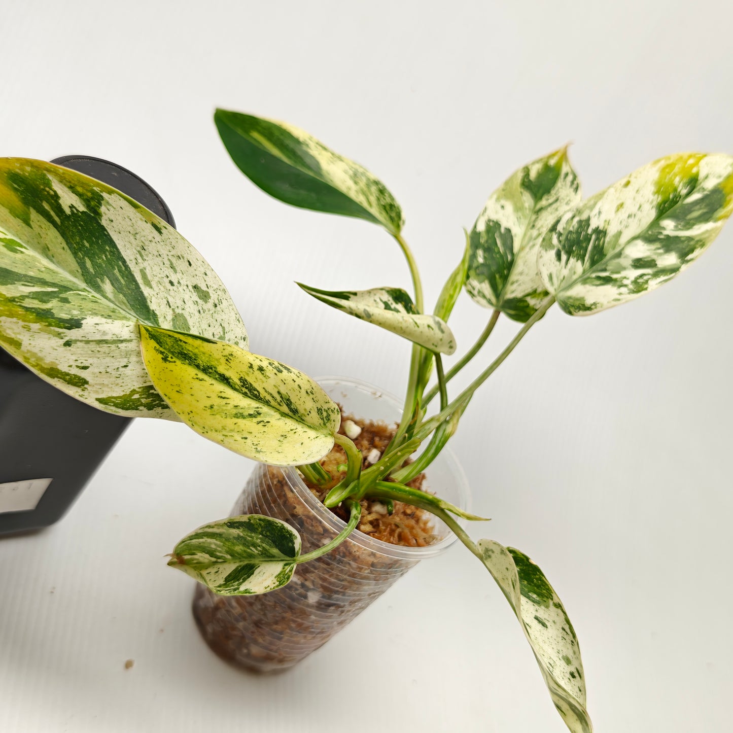 Philodendron Emerald Queen Marble