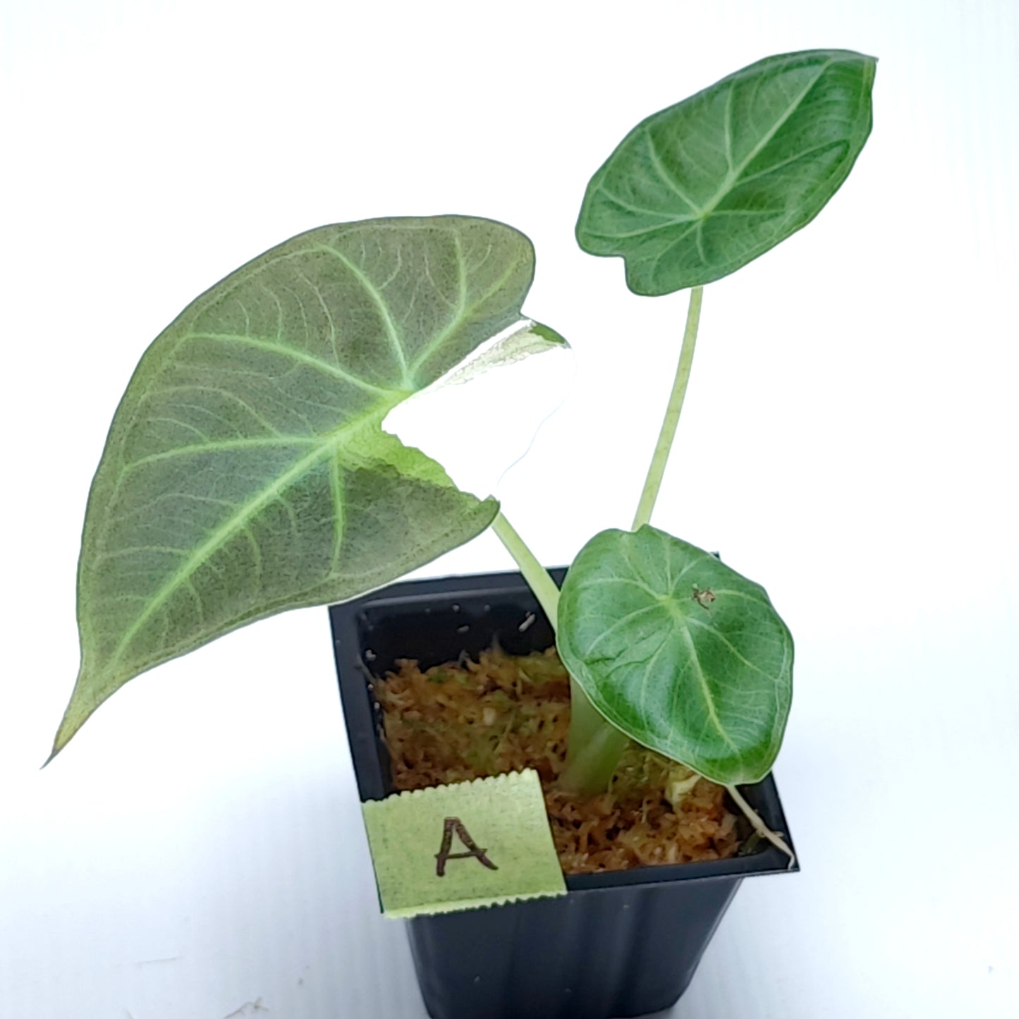 Alocasia Regal Shield Albo Variegated