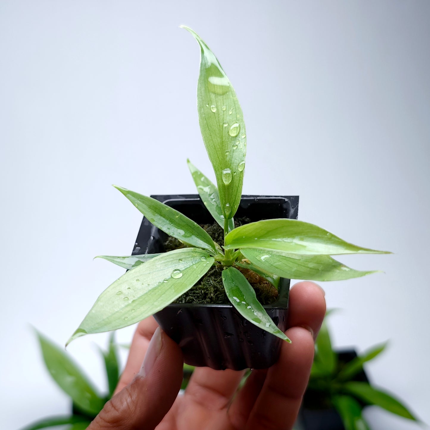 Philodendron Florida Beauty x P. tortum REVERTED