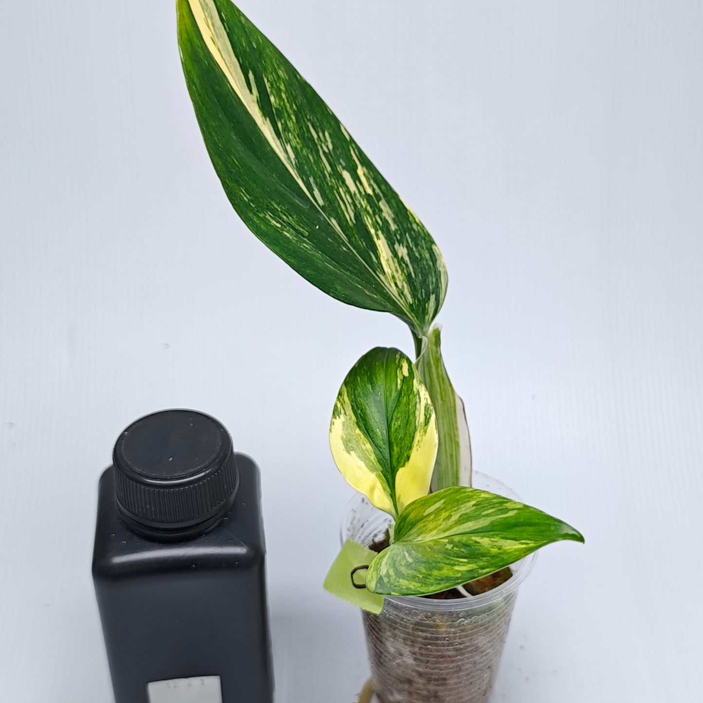 Monstera standleyana aurea variegated