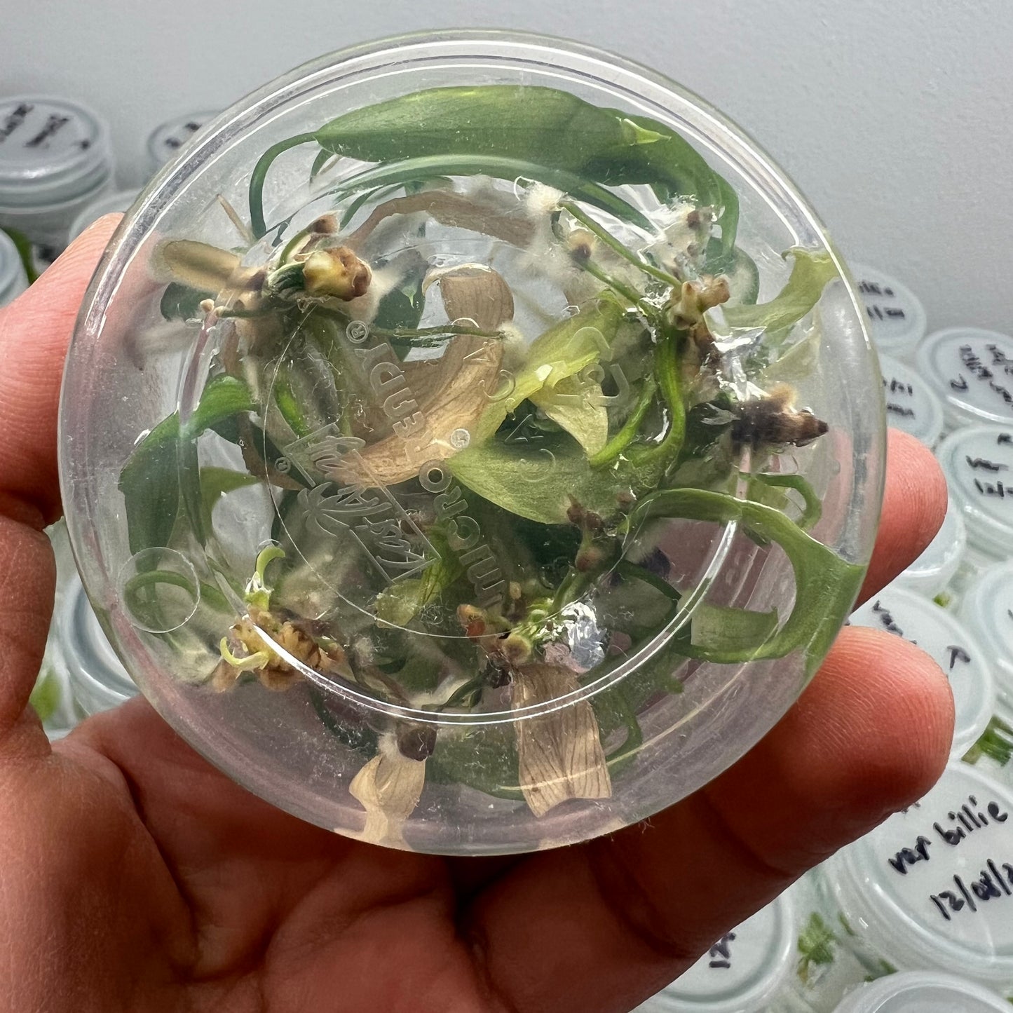 Philodendron joepii (5plants/flask) - Tissue culture Flask