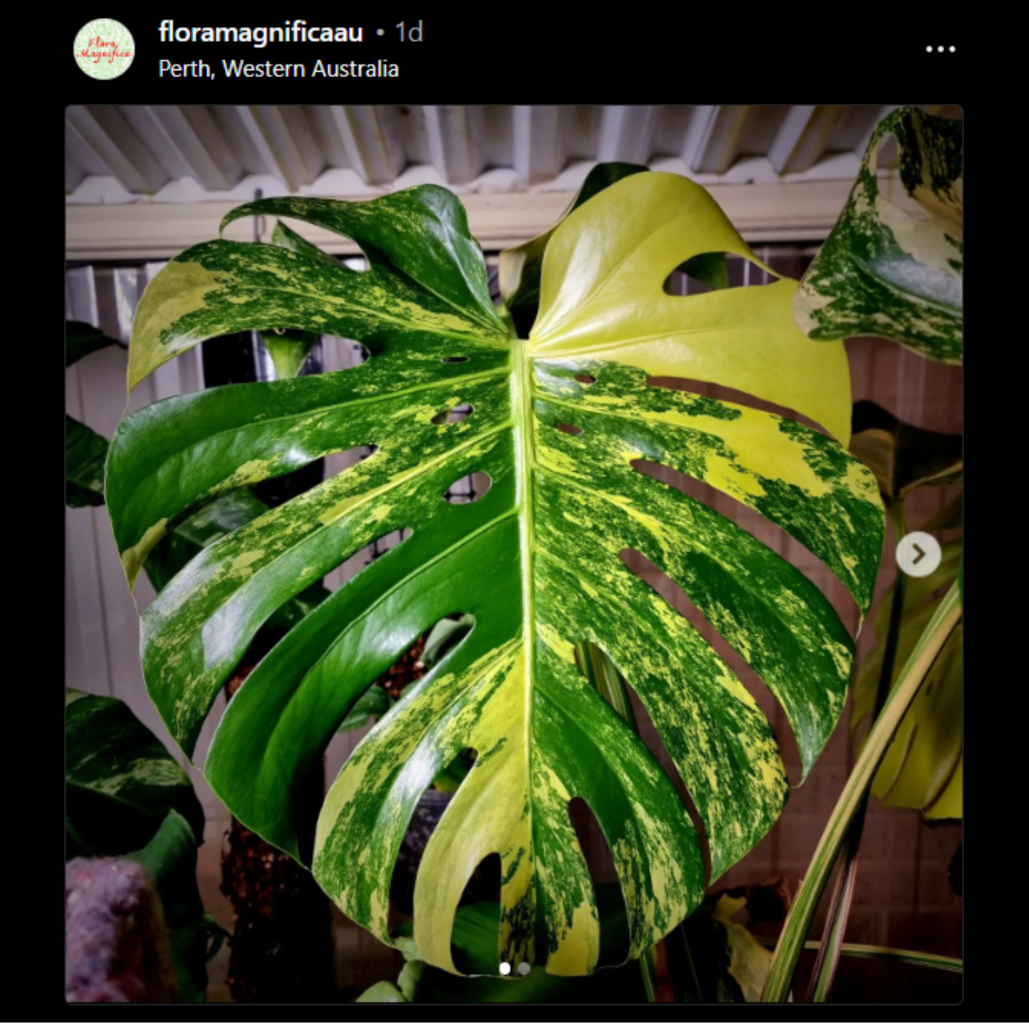 rare Monstera deliciosa Aurea Variegated (Large Form) for sale in Perth Australia